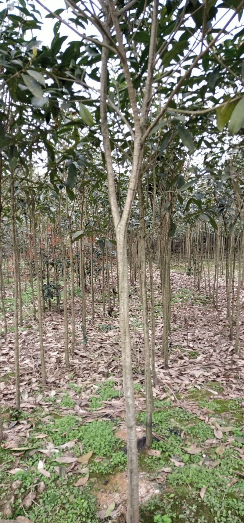 2公分桂花基地直发成活率高运输便利