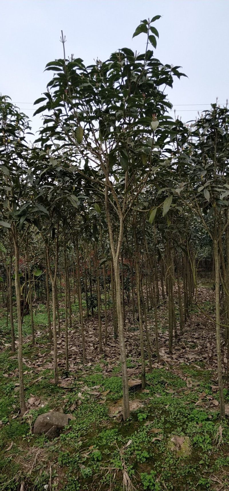 2公分桂花基地直发成活率高运输便利