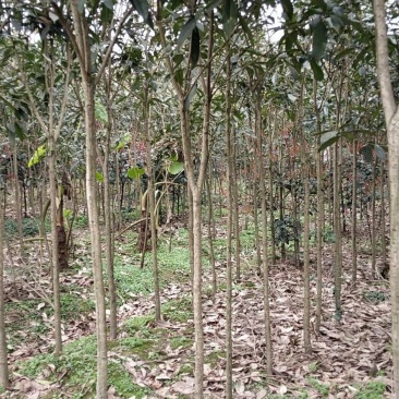 2公分桂花基地直发成活率高运输便利