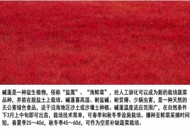 碱蓬草种子盐荒菜荒碱菜盐地碱蓬种子沙地荒地耐盐碱治理土壤