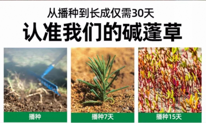 碱蓬草种子盐荒菜荒碱菜盐地碱蓬种子沙地荒地耐盐碱治理土壤