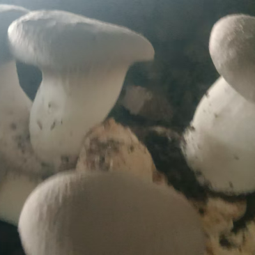 干贝菇