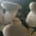 干贝菇