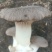 干贝菇
