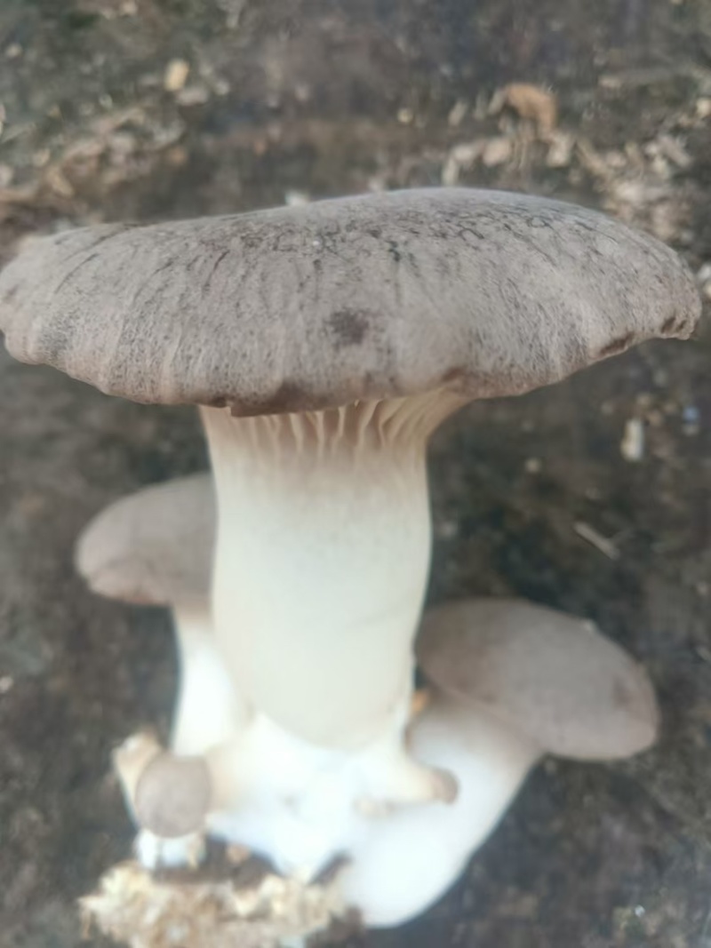 干贝菇