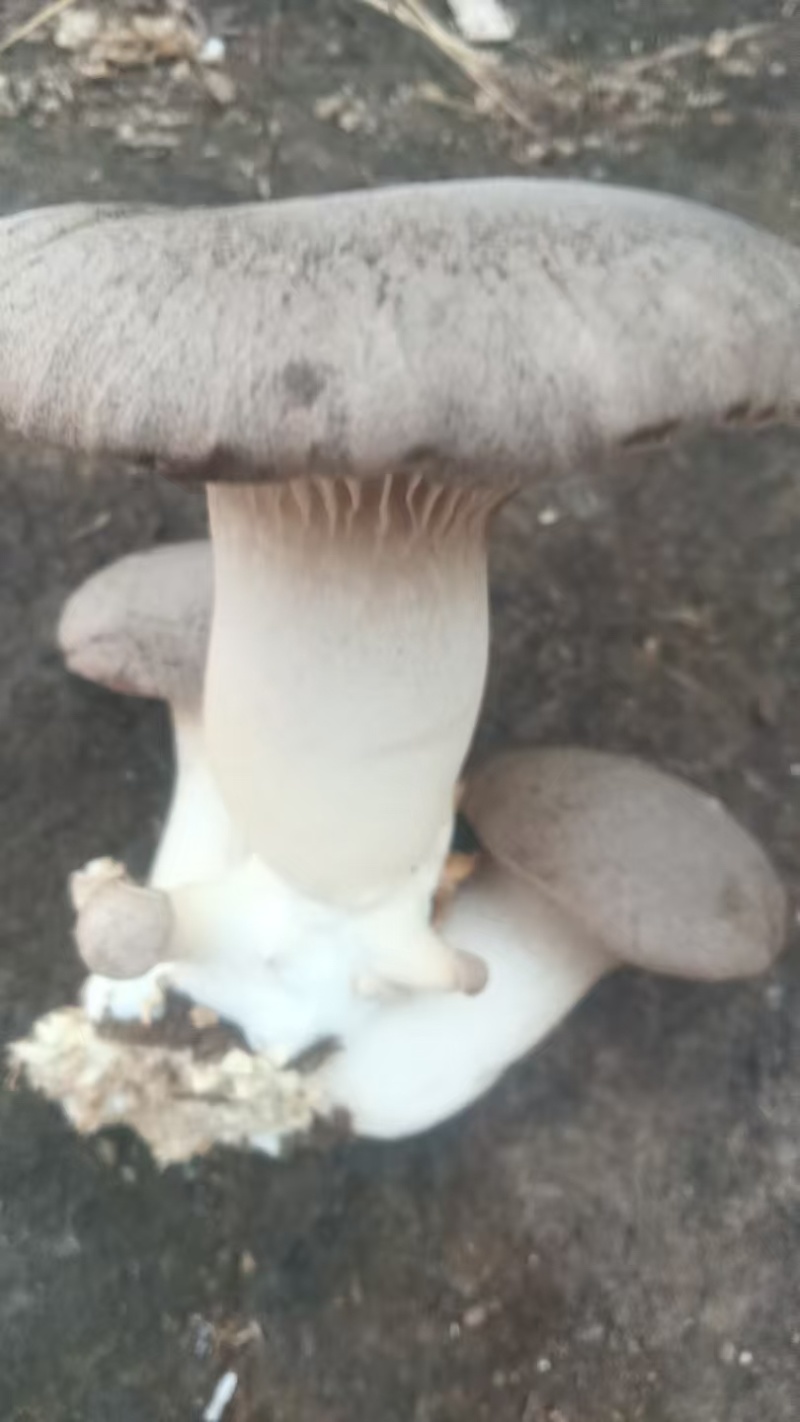 干贝菇