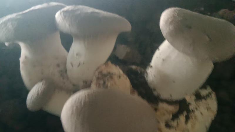 干贝菇