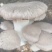 干贝菇