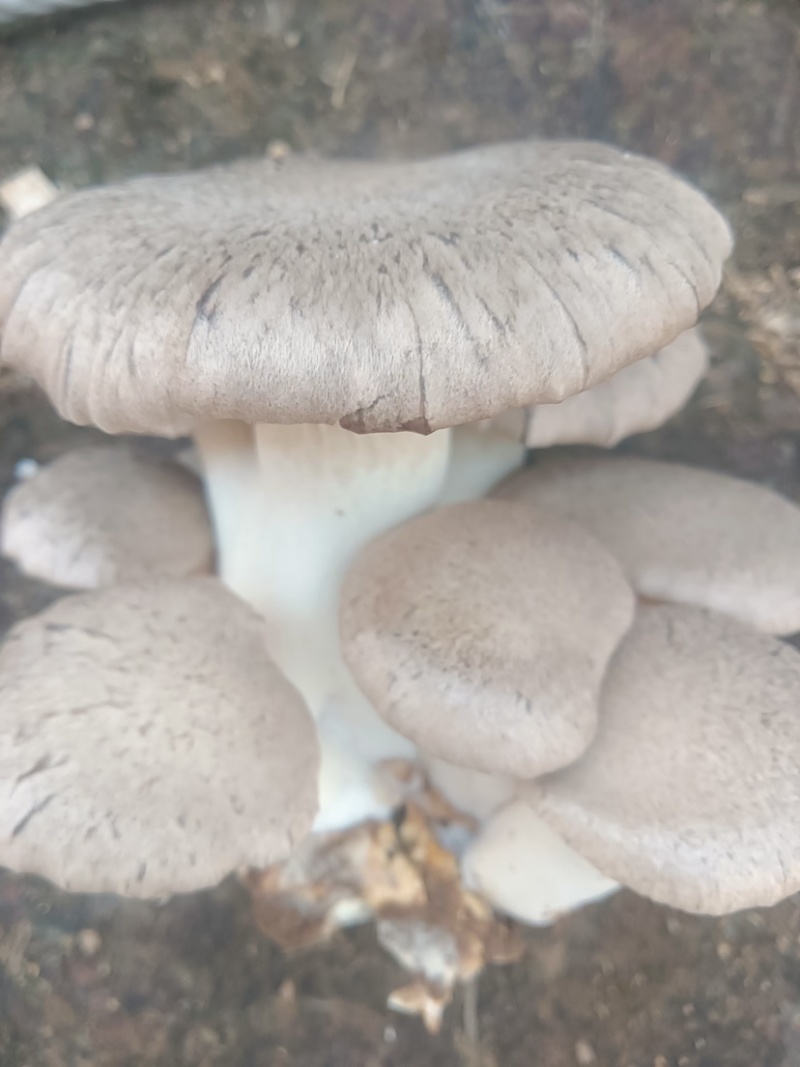干贝菇