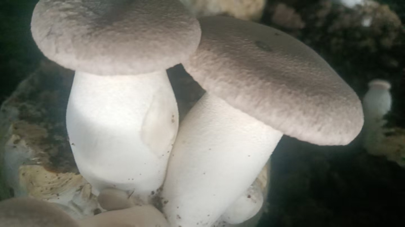 干贝菇