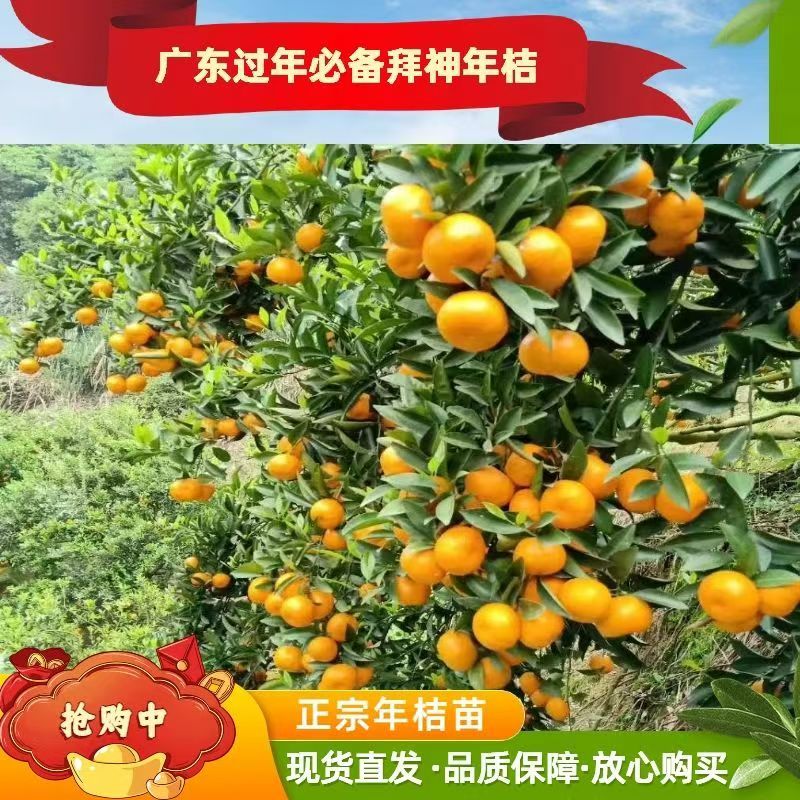 正宗龙门年桔苗甜年桔苗春节挂门头拜神年桔现挖现发庭院地栽