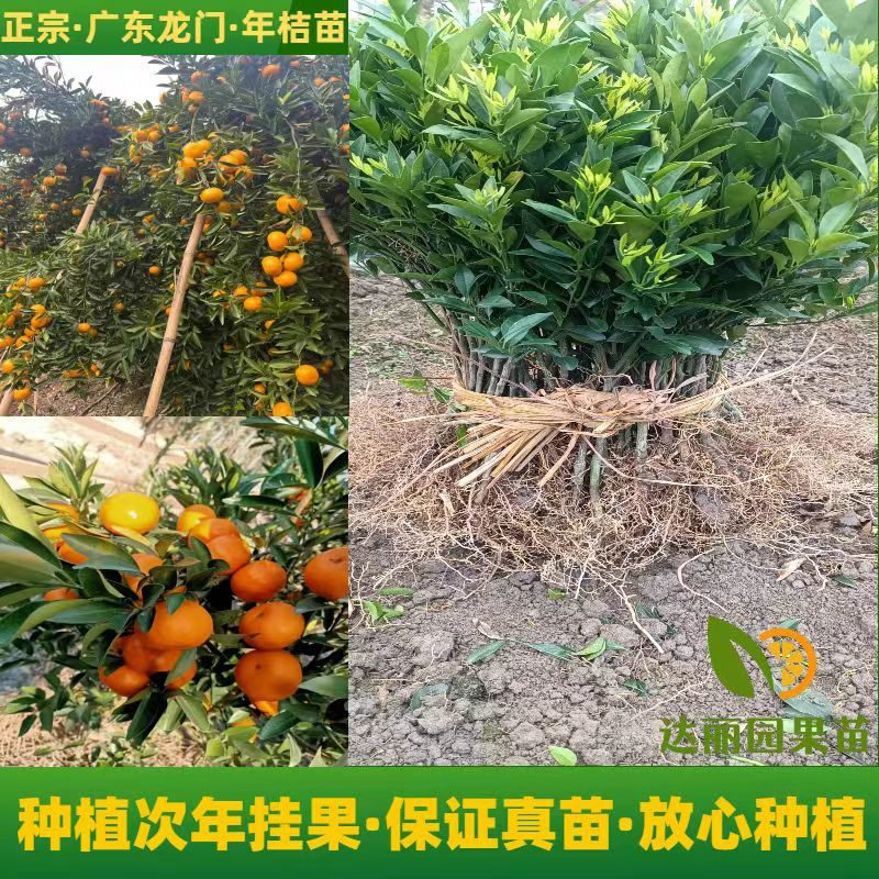 正宗龙门年桔苗甜年桔苗春节挂门头拜神年桔现挖现发庭院地栽