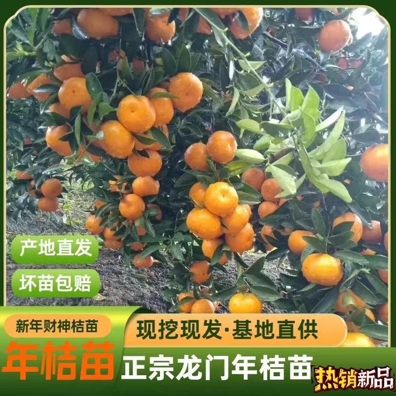 正宗龙门年桔苗甜年桔苗春节挂门头拜神年桔现挖现发庭院地栽