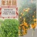 正宗龙门年桔苗甜年桔苗春节挂门头拜神年桔现挖现发庭院地栽