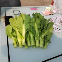 小白菜苔