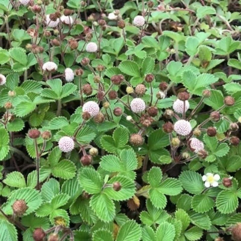 草莓苗带根发货