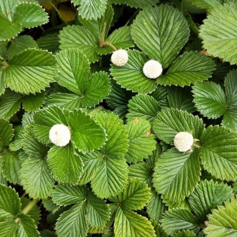 草莓苗带根发货