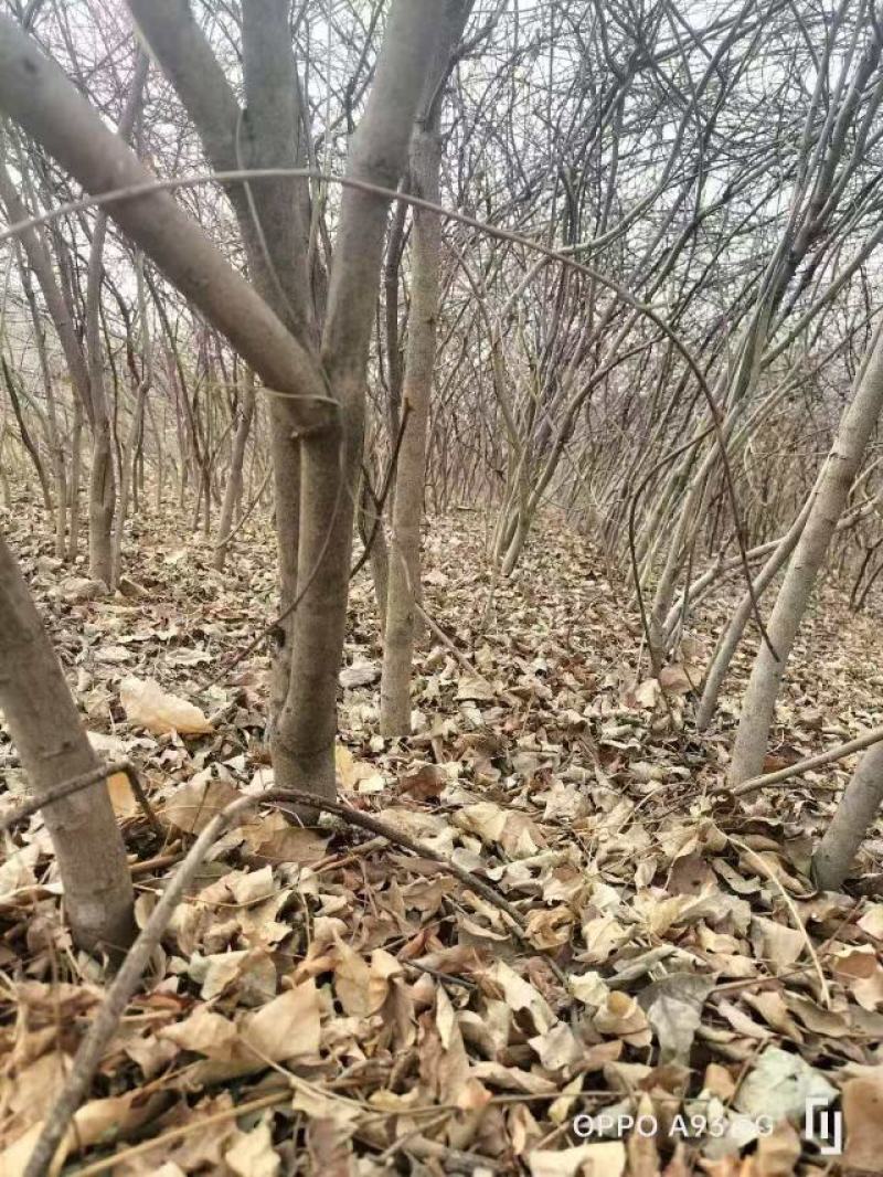 清地处理3-7公分紫藤20000棵4-5公分最多