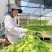 云南贡菜鲜条切段定制产地直销源头货源批发2025新菜