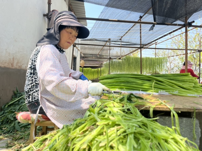 云南贡菜鲜条切段定制产地直销源头货源批发2025新菜