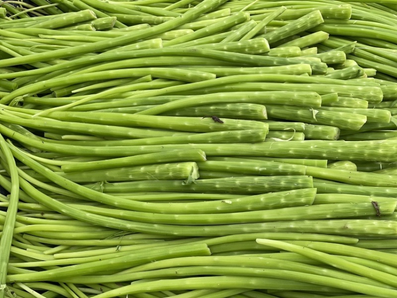 云南贡菜鲜条切段定制产地直销源头货源批发2025新菜