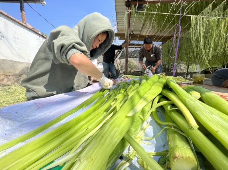 云南贡菜鲜条切段定制产地直销源头货源批发2025新菜