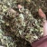 络石藤统货发货前过筛络石草保庆药业