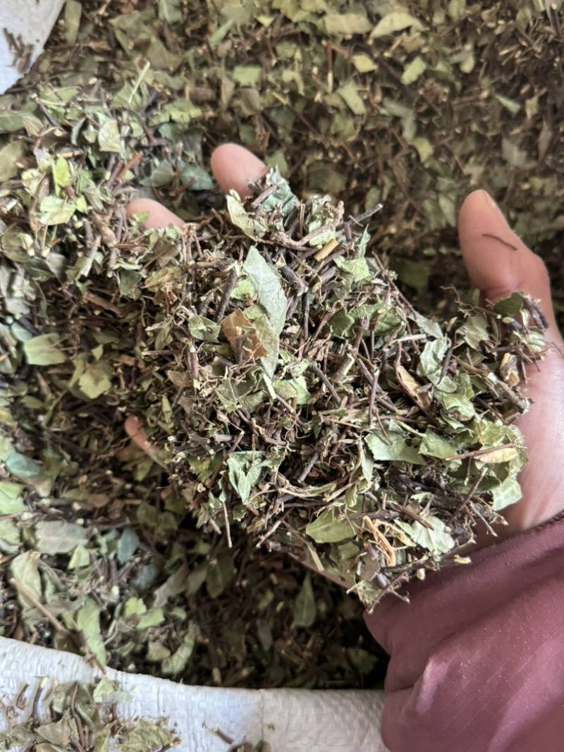 络石藤统货发货前过筛络石草保庆药业
