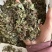 络石藤统货发货前过筛络石草保庆药业
