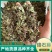 络石藤统货发货前过筛络石草保庆药业