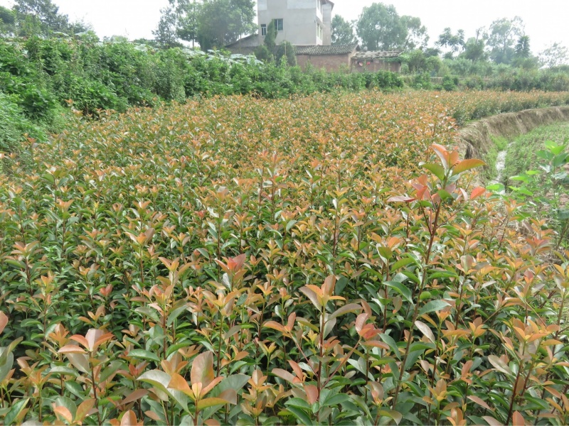 红叶石楠苗基地直供欢迎下单成活率高，可指导