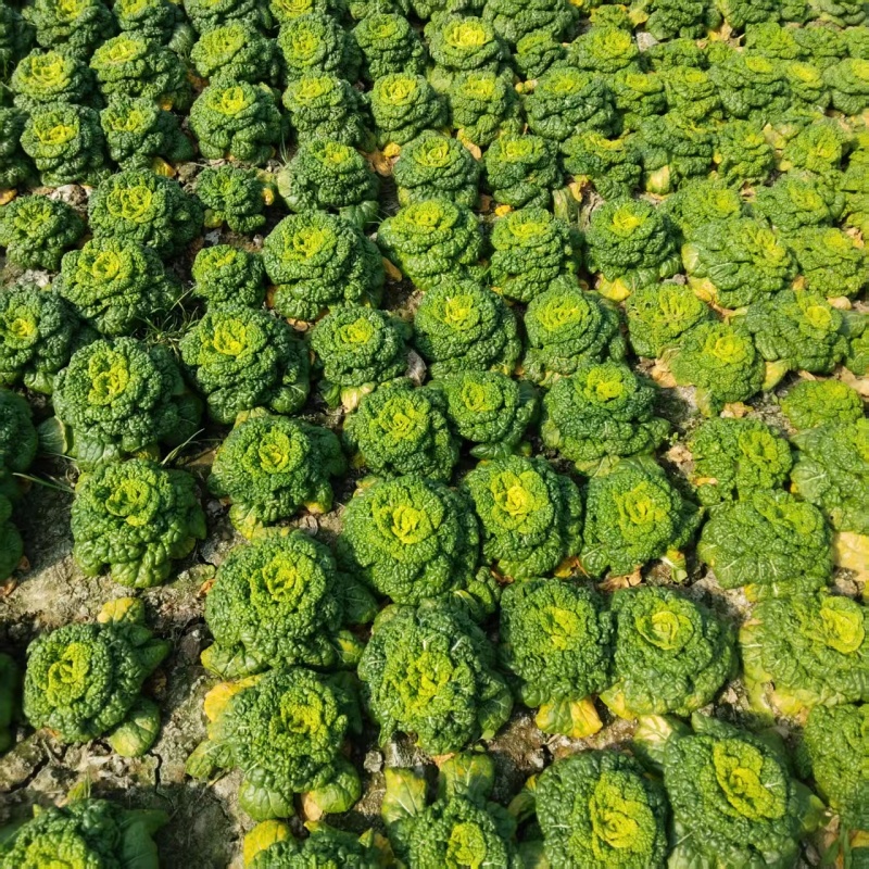 黄心菜大量有货，价格便宜可供超市电商批发发货全国