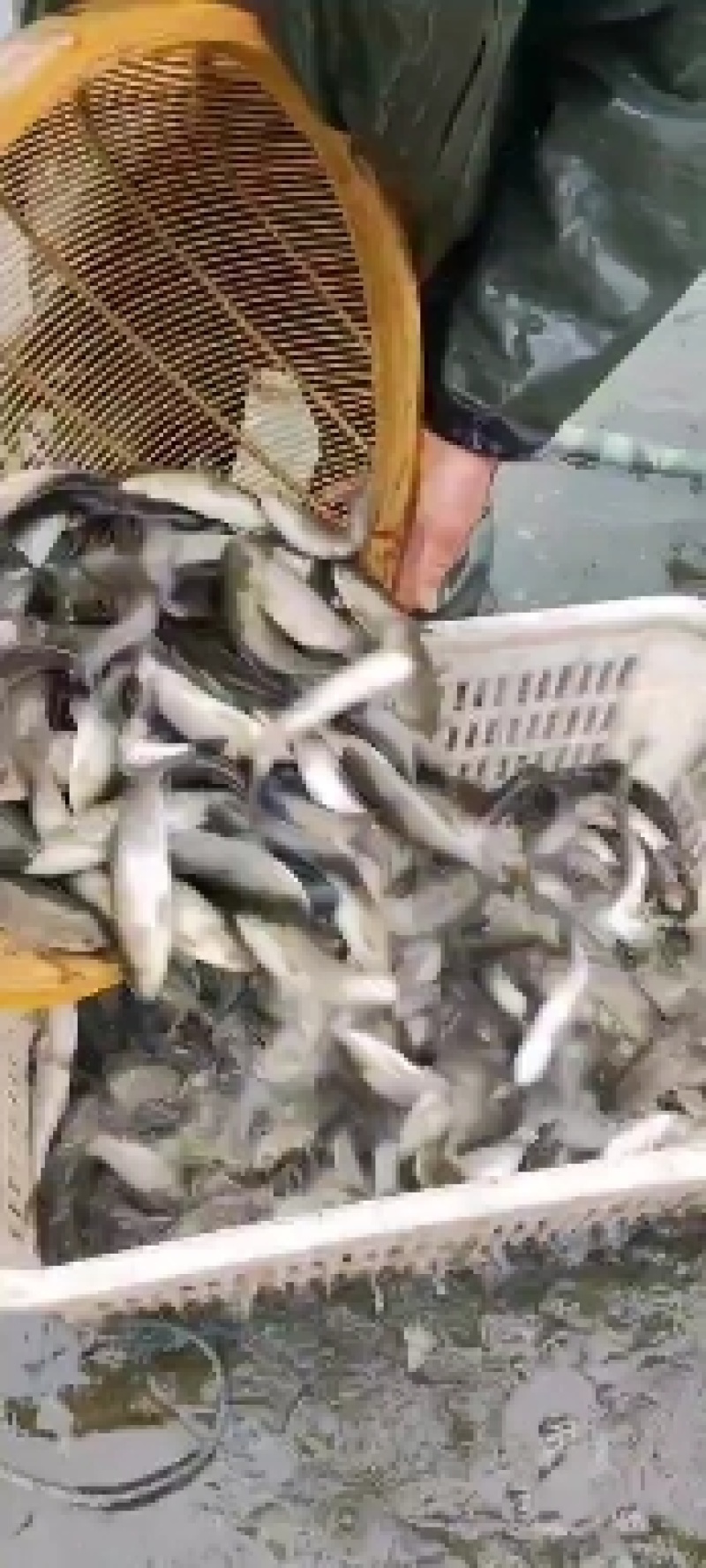 南充草鱼苗