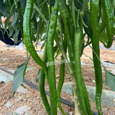 长线椒种子青线黄线椒特长皮薄软果肉厚香辣加长抗病高产颜色