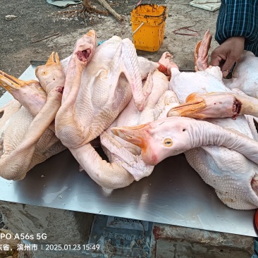 老鹅，大包鹅现杀