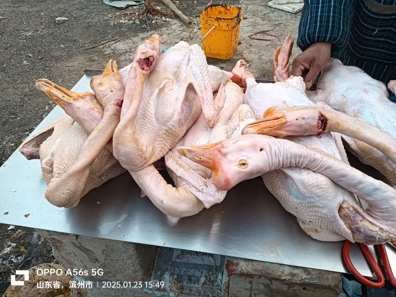 老鹅，大包鹅现杀