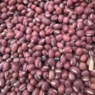 长白县红豆大量批发品质好