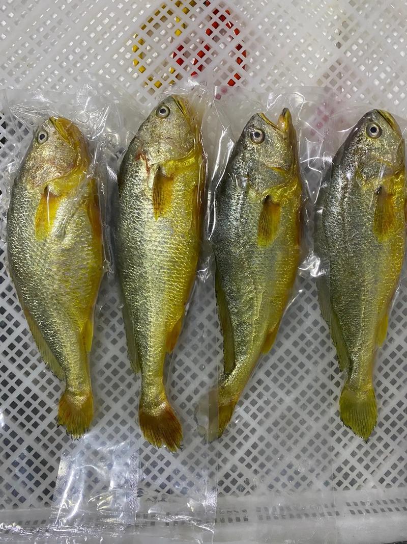 顺丰发货速冻黄鱼刺少肉嫩【500g/条】