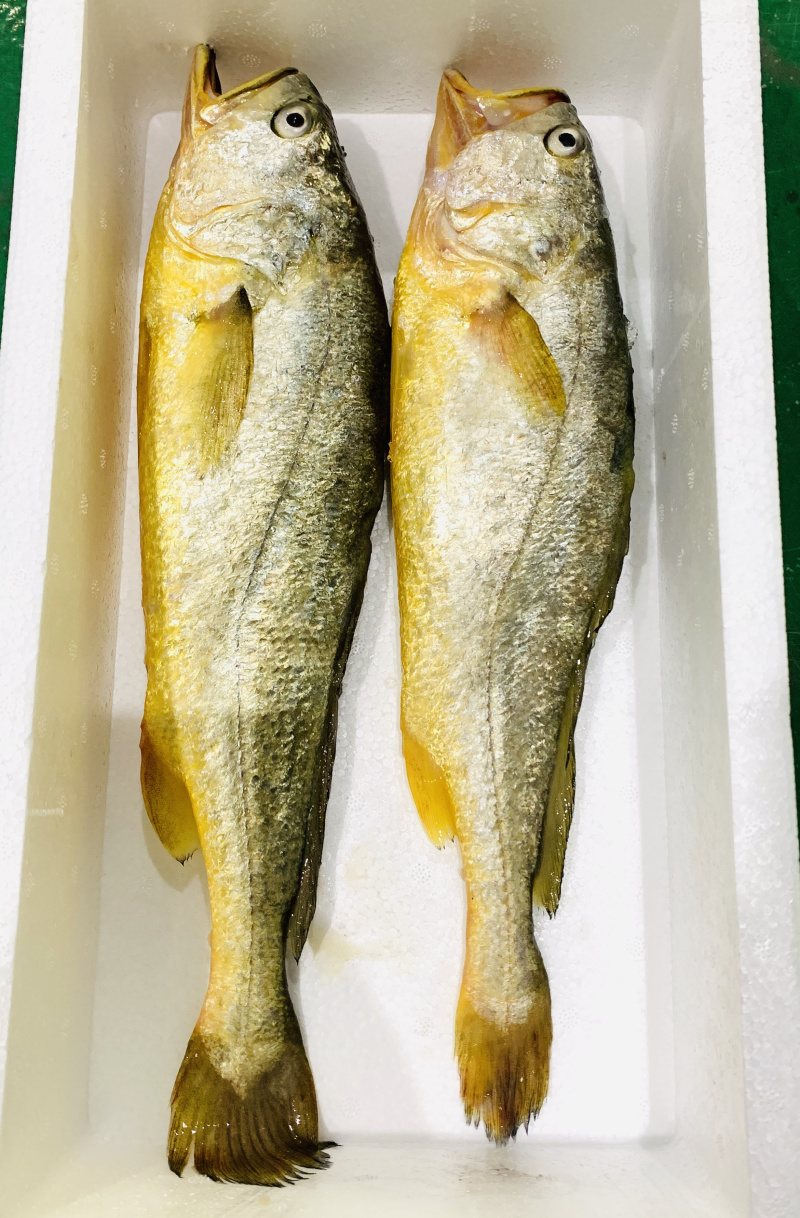 顺丰发货速冻黄鱼刺少肉嫩【500g/条】