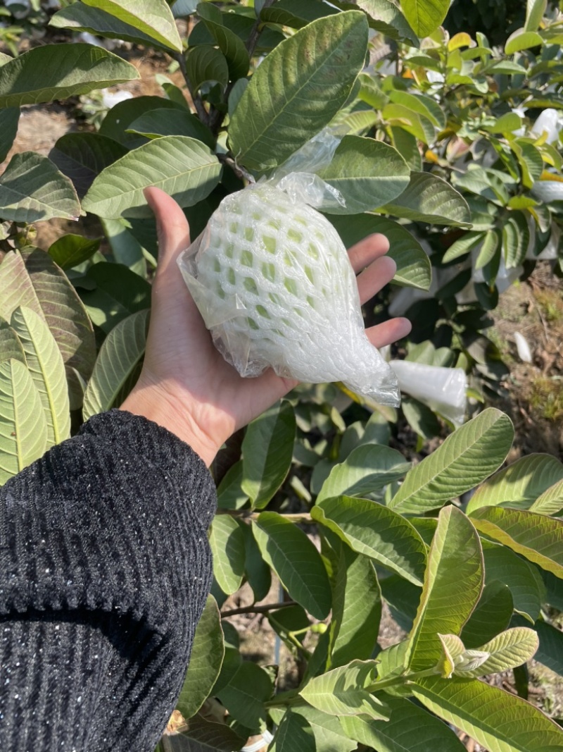 红心芭乐统果