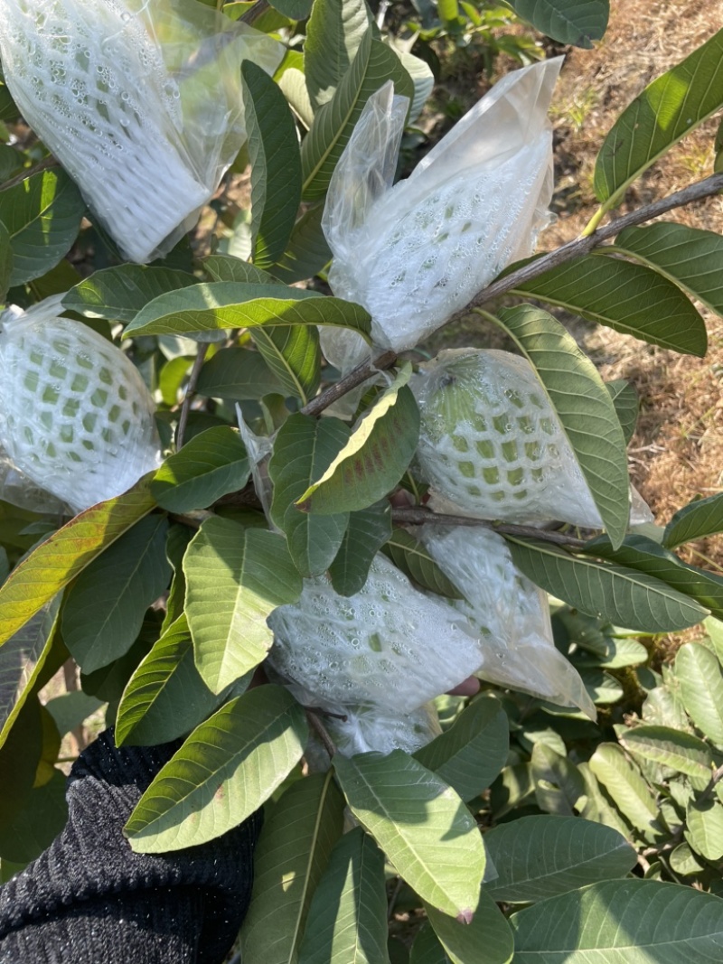 红心芭乐统果