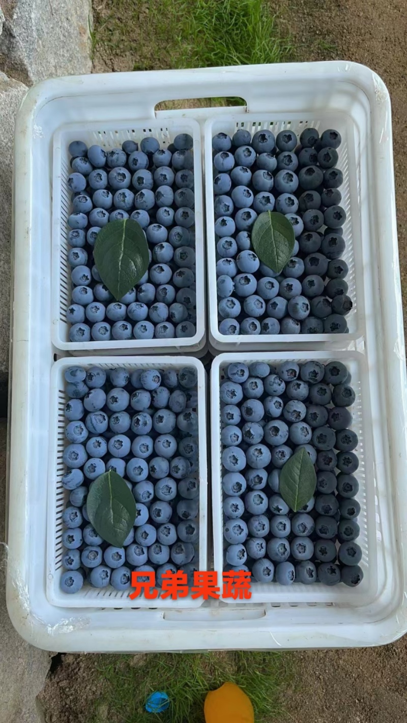 花香蓝莓L25L11优瑞卡云雀f6全国发货