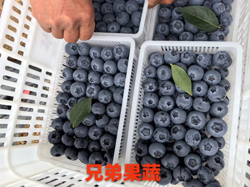 花香蓝莓L25L11优瑞卡云雀f6全国发货
