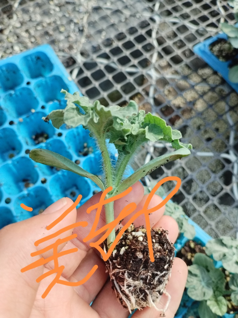 苗根系发达，抗病能力强，