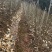 湘西板栗苗一手货源基地直供可发全国量大价格可谈