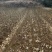 湘西板栗苗一手货源基地直供可发全国量大价格可谈