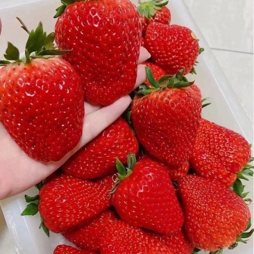 丹东九九草莓产地现发