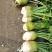 大头菜（2025年精品大头菜！质量保证！，量大从优！