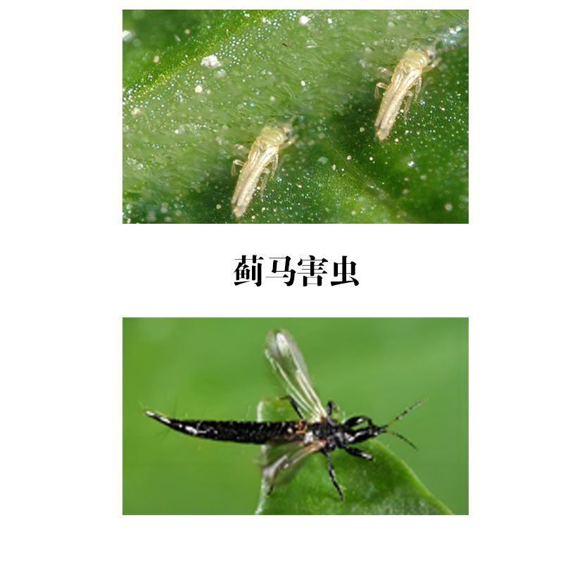 UPL速唯净33%多杀霉素杀虫环多杀毒素黄瓜蓟马杀卵正品