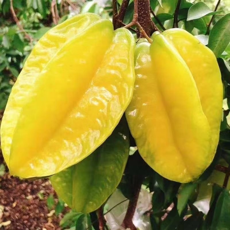 杨桃